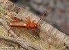 tesařík (Brouci), Leioderes kollari, Callidiini, Cerambycidae (Coleoptera)